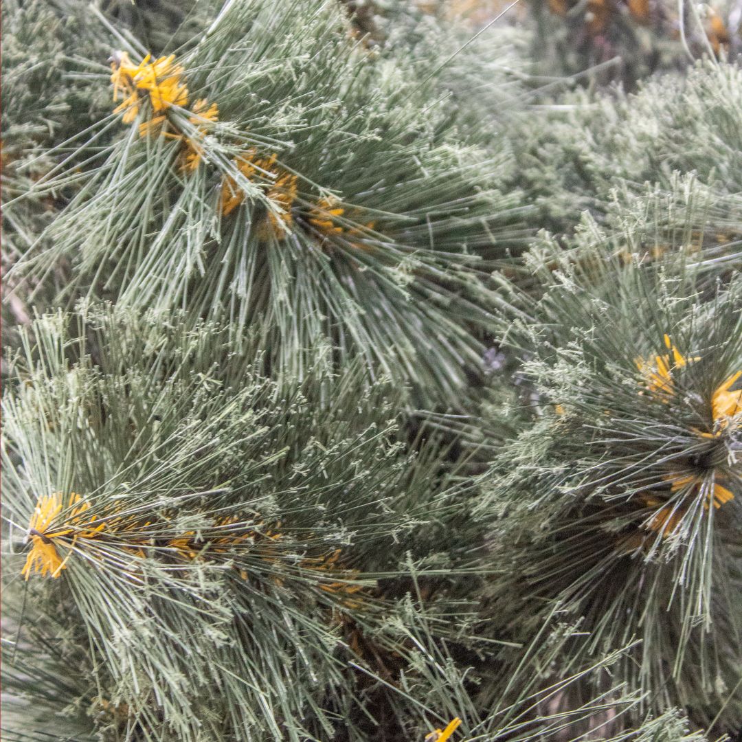 Arbol de navidad VERONA